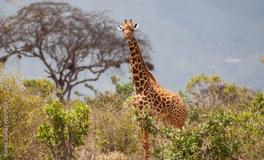 Fototapeta premium Giraffes in Tsavo East National Park, Kenya