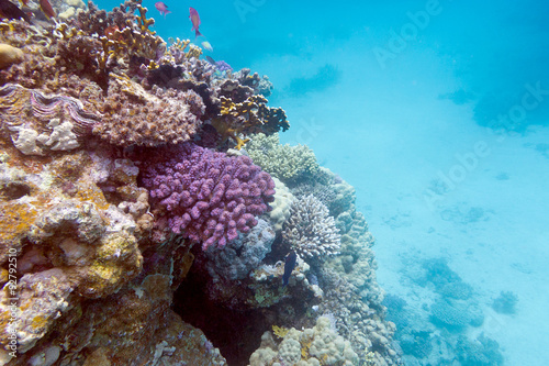coral reef with hard corals in tropical sea, underwater
