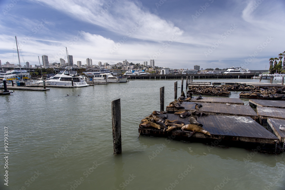 Leoni Marini del Pier 39 di San Francisco