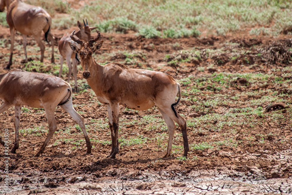 Kudu, Tsavo East National Park, Kenya Kudu, Tsavo East National Park, Kenya