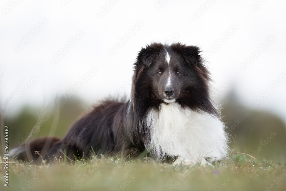 Fototapeta premium Shetland Sheepdog outdoors in nature