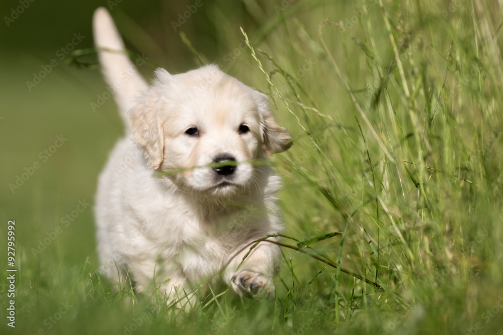 Young golden retriever puppy Young golden retriever puppy