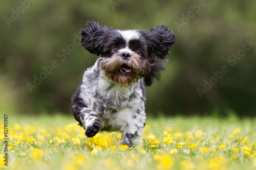 Bichon havanese dog outdoors in nature