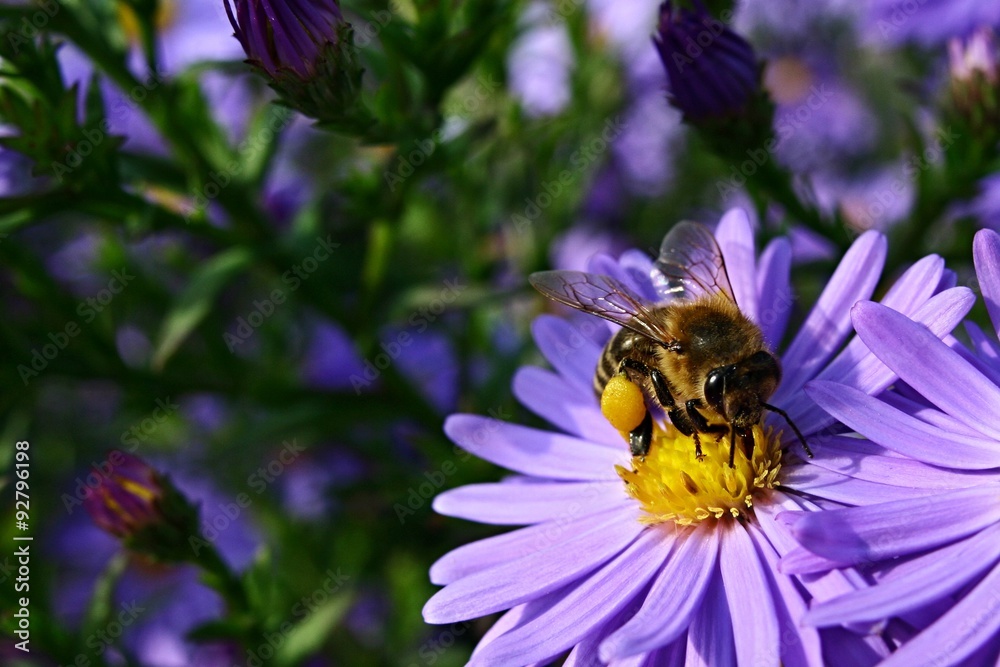 Western honey bee (Apis Mellifera) gathering pollen from Aromatic Aster (Symphyotrichum oblongifolium) Western honey bee (Apis Mellifera) gathering pollen from Aromatic Aster (Symphyotrichum oblongifolium)