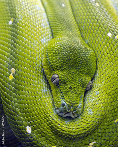 close-up of a green tree python