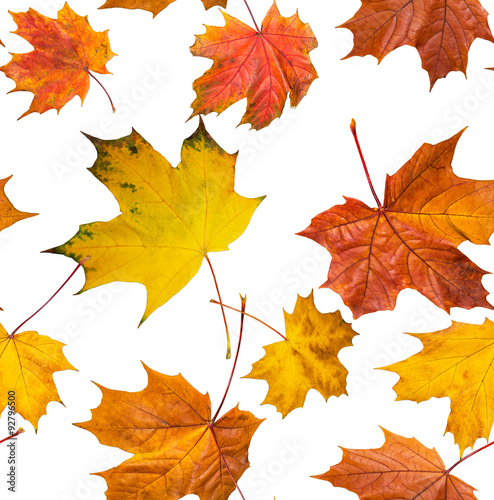 Jointless texture of falling maple leaves