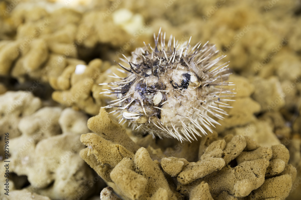 Obraz premium Süngerlerin üstündeki kurutulmuş balon balığı