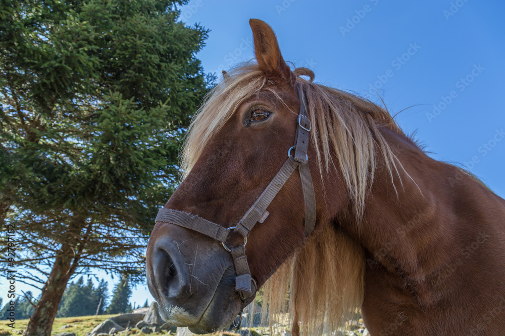 Fototapeta premium cheval à crinière blonde