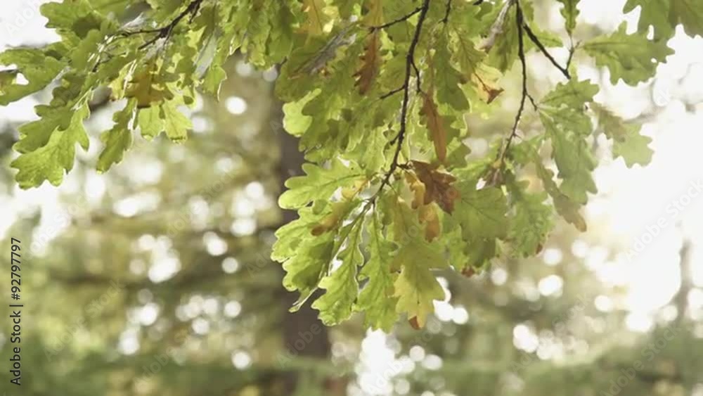 Background of autumn leaves in the park Background of autumn leaves in the park