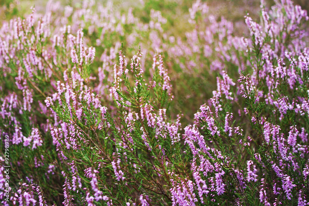 Fototapeta premium Heide
