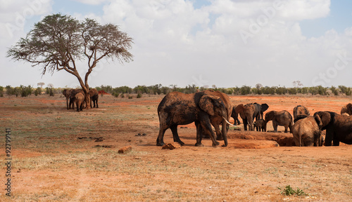 Elephants in Tsavo East National Park  Kenya