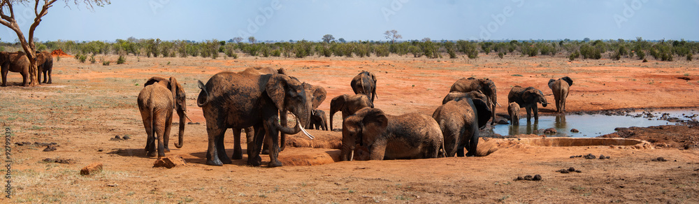 Fototapeta premium Elephants in Tsavo East National Park, Kenya