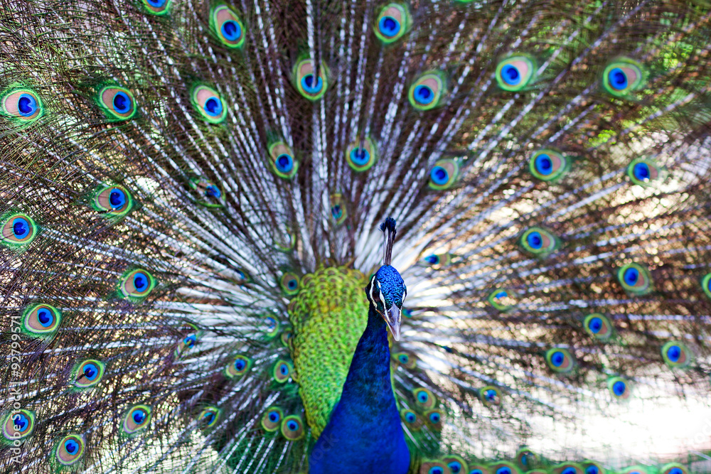 Obraz premium Peakock