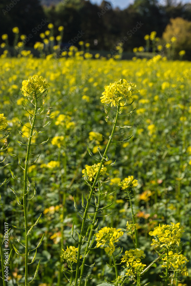 Obraz premium Rapsfeld