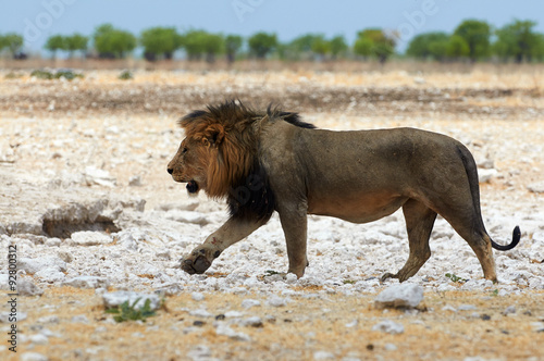 Male Lion in Namibia