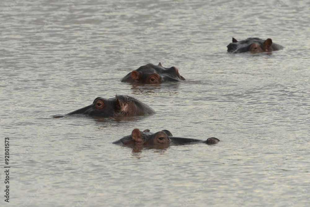 Fototapeta premium Hippos lurking in water