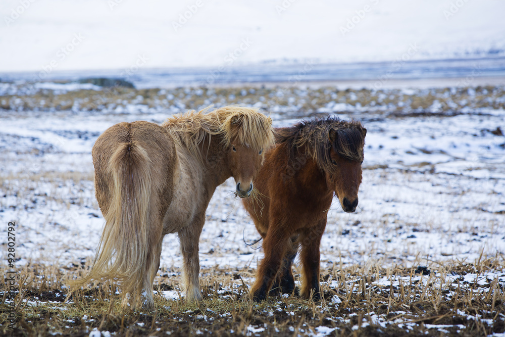 Two Icelandic horses in wintertime Two Icelandic horses in wintertime