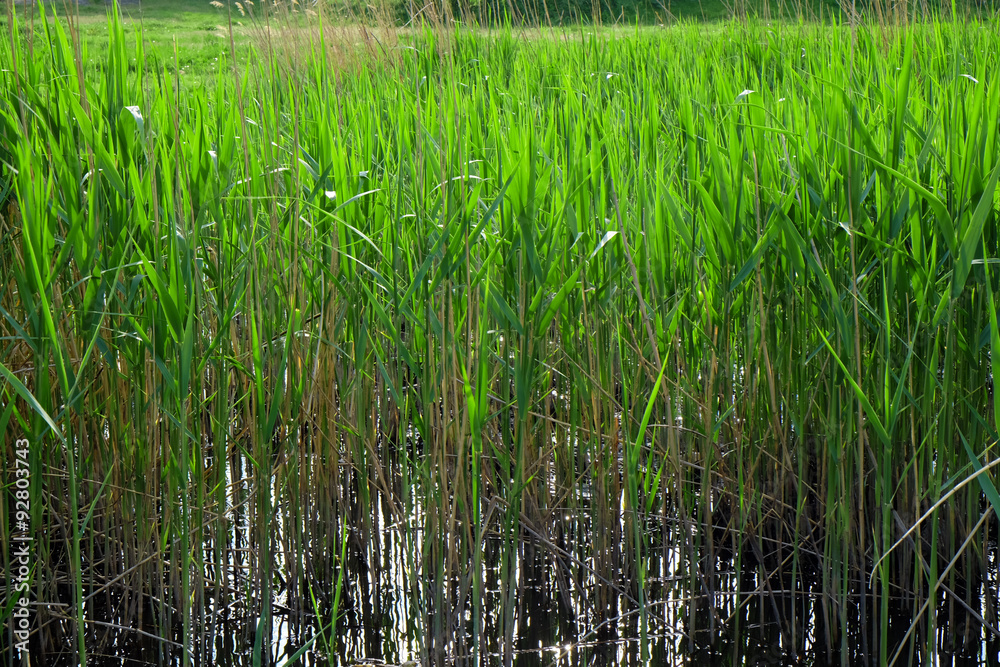 Reeds on river as background
