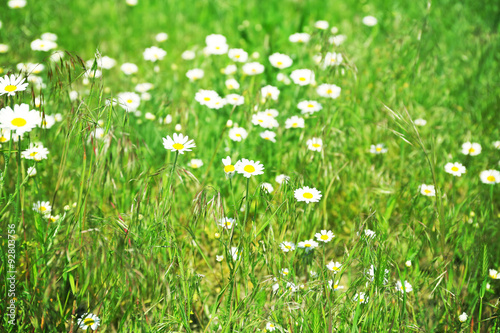 Beautiful daisy flowers, outdoor
