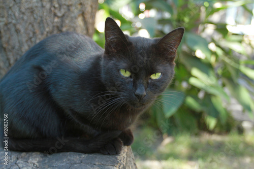 Black cat with green eyes on a background of summer foliage look