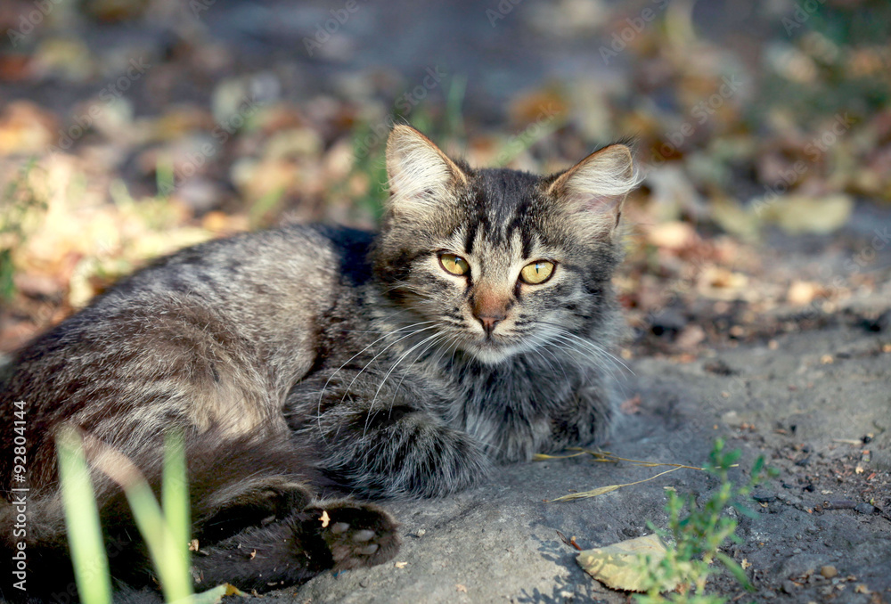 street cat