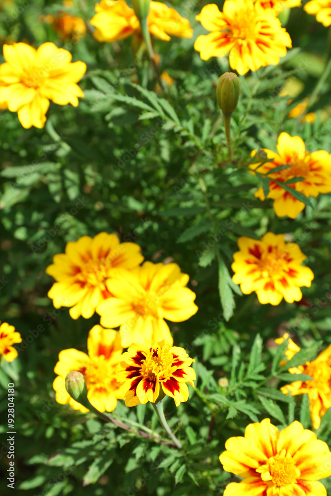 Fresh flowers over green grass background Fresh flowers over green grass background