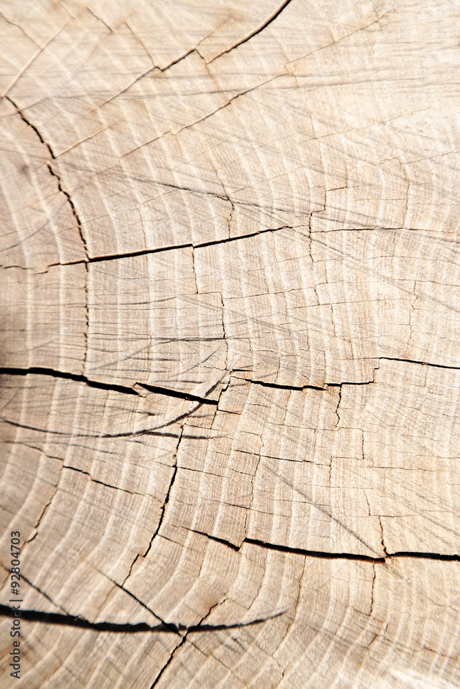 Fototapeta premium Wooden texture of tree trunk, close up