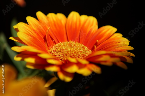 Gerbera