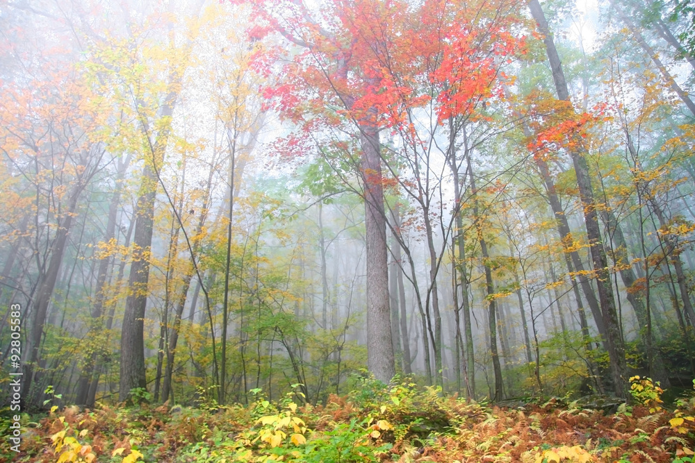Naklejka premium Foggy autumn morning in Pennsylvania
