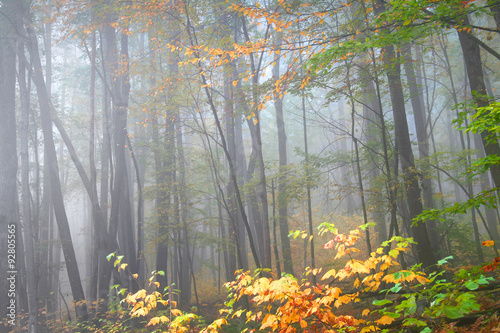 Foggy autumn morning in Pennsylvania