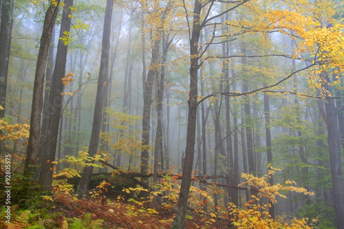 Foggy autumn morning in Pennsylvania