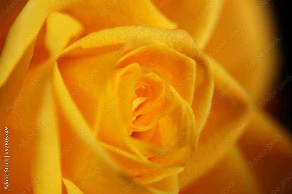 gelbe rosenblüte gelbe rosenblüte