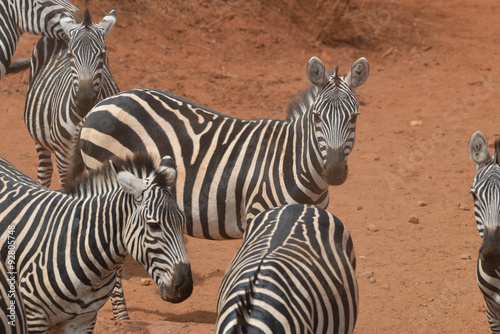 Herd of Dusty Zebras