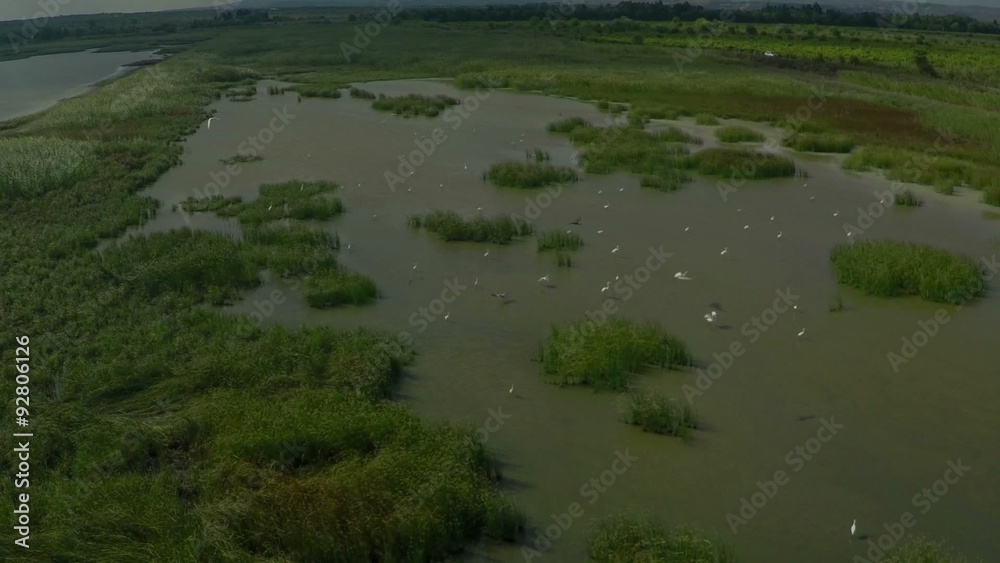 AERIAL, flying over birds in the lake. Flying birds egrets, herons and ibises over the lake and reeds. AERIAL, flying over birds in the lake. Flying birds egrets, herons and ibises over the lake and reeds.
