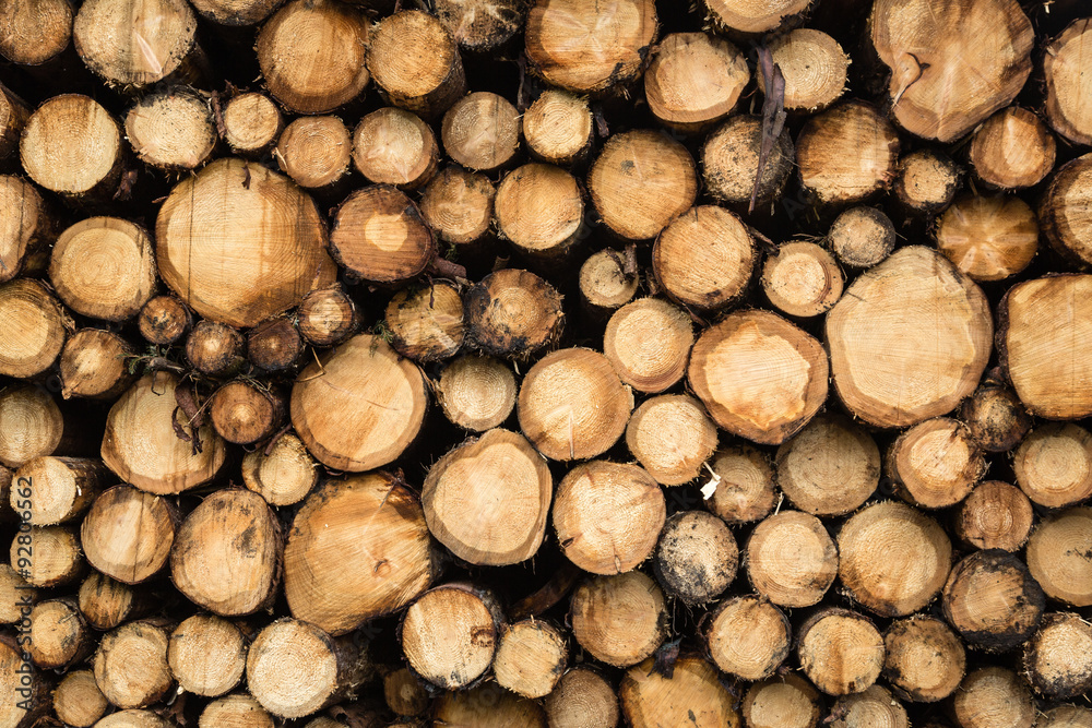 Forest Clearance and Logging