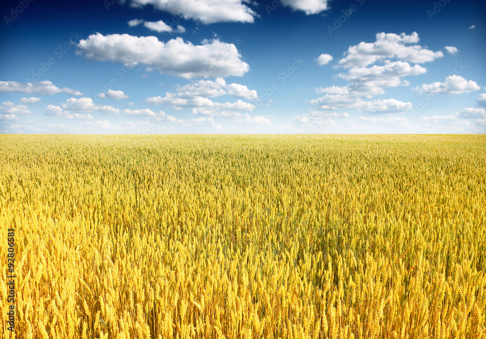 Naklejka premium Wheat field against a blue sky