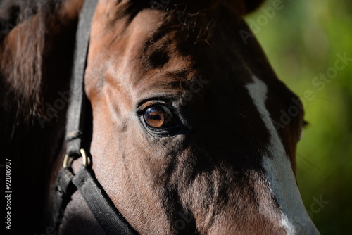 Das Auge, Pferdeauge © Grubärin