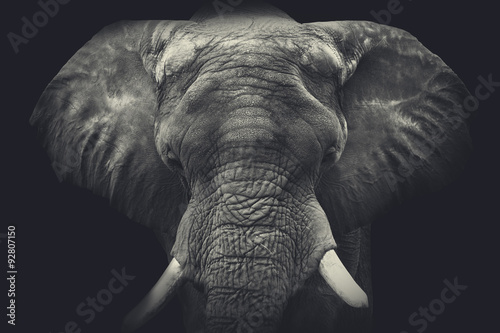 slon-z-bliska-portret-monochromatyczny