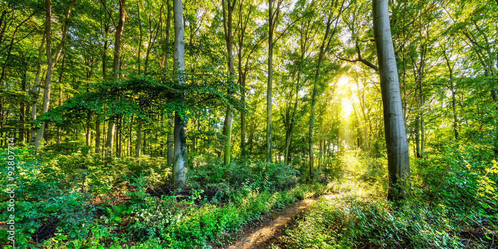 Herbstlicher Wald mit goldener Sonne