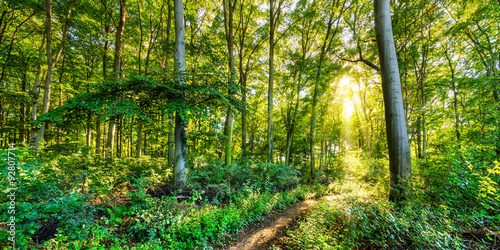 Herbstlicher Wald mit goldener Sonne