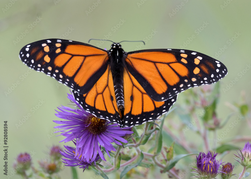 Naklejka premium Monarch Butterfly on Purple Aster