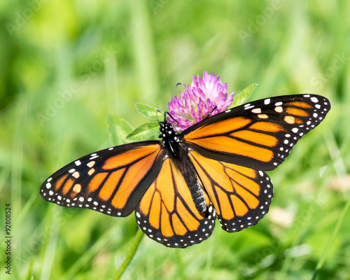 Monarch Butterfly on a Clover Flower