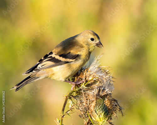 American Goldfinch - Male Non-Breeding © Randy Runtsch
