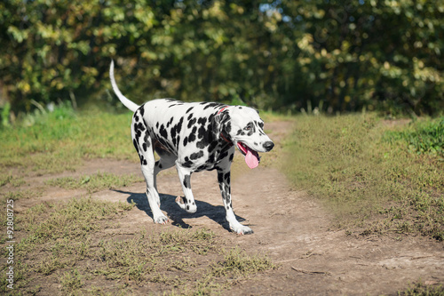 Dalmatian is in the nature