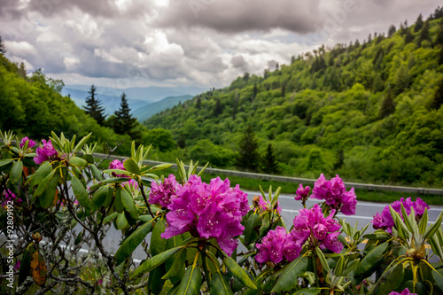 Rhododendron in Great Smoky Mountains National Park