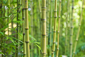 Green bamboo nature backgrounds