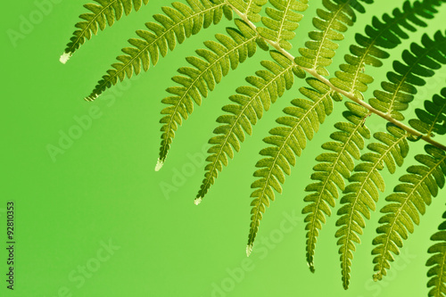 Fresh green ferns background