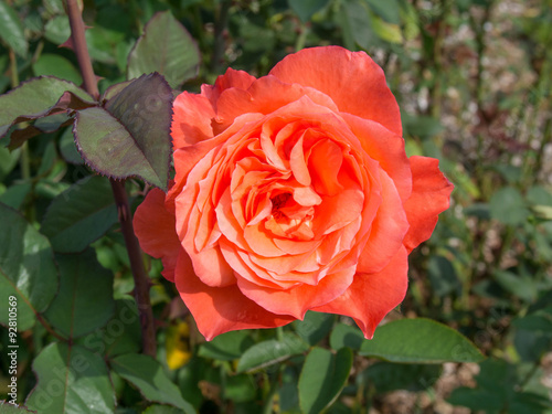 Bright Red Rose