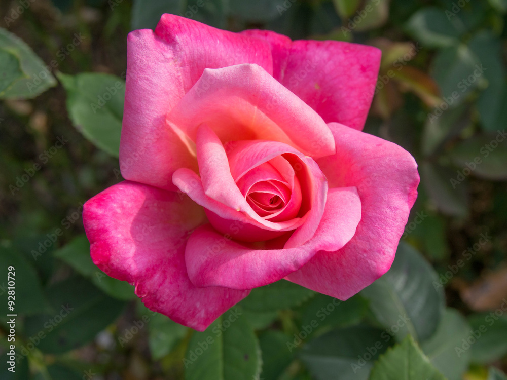 Full Bloom Pink Rose Full Bloom Pink Rose