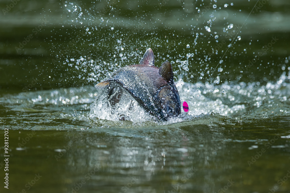Fototapeta premium Königslachs an der Angel